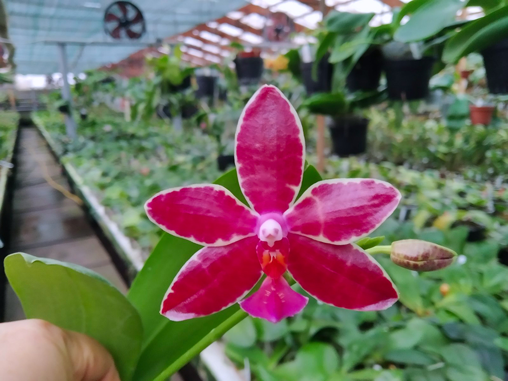 Phalaenopsis Dendi's Razzmatazz x lueddemanniana 'Mindanao'.jpg