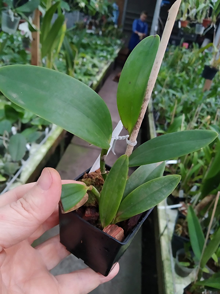 Cattleya aclandiae escura 'Caliman' x 'JRD'.jpg