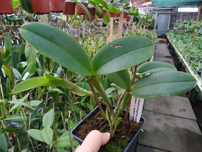 Cattleya amethystoglossa aurea 'Renato' x 'Jessica Valnei'.jpg