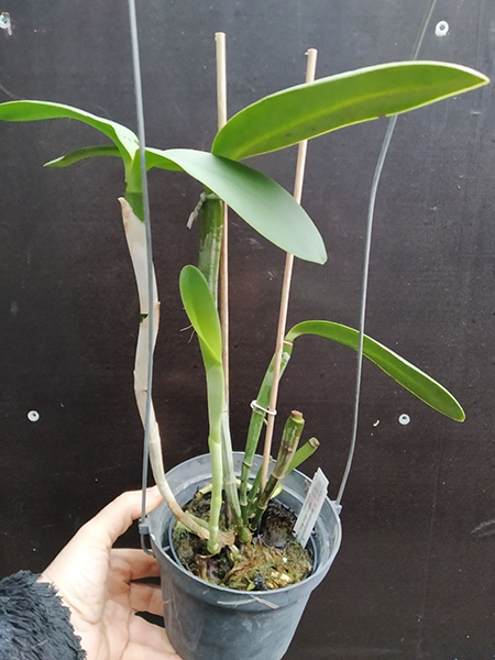 Cattleya amethystoglossa alba ('Lorena' x self) x alba Bela Vista (Do Caliman).jpg