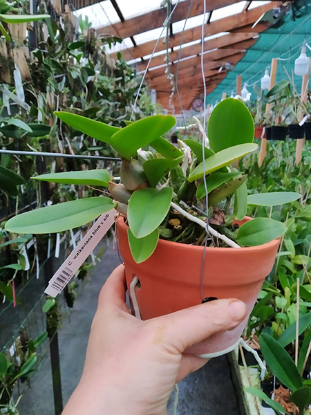 Cattleya walkeriana blue x sib.jpg