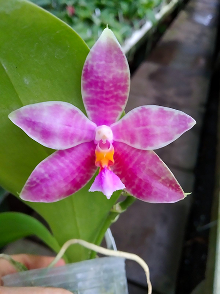 Phalaenopsis Joy Michona (Joy Micholitz-Ludde x bellina var coerulea).jpg
