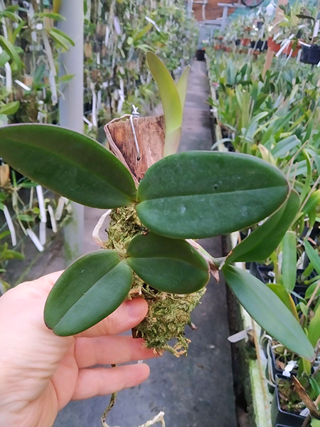 Cattleya schilleriana (Caliman x Xodo do Patrao).jpg