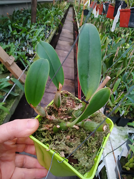 Cattleya walkeriana rubra pelorica 'Esperada' x (walkeriana rubra flamea 'Portinari' x SLF).jpg