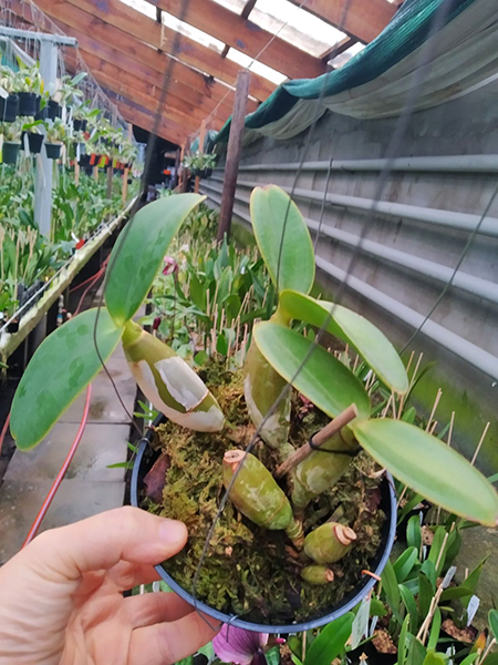 Cattleya nobilior 'Golias' x rubra.jpg