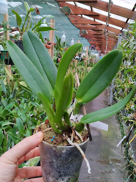 Cattleya labiata concolor x sib.jpg