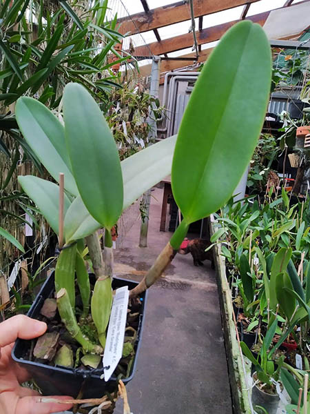 Cattleya labiata tipao 'Rodrigues' x Cattleya labiata tipo 'Cara Grande'.jpg