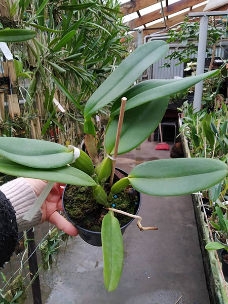 Cattleya labiata ('Cara Grande' x 'Cesar Iacavoni').jpg