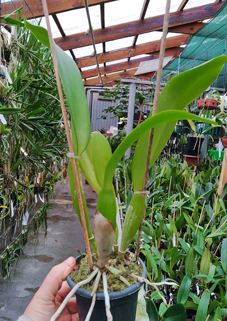 Cattleya labiata amesiana 'Marcia Regina' x labiata roxo-bispo 'Gabriela'.jpg