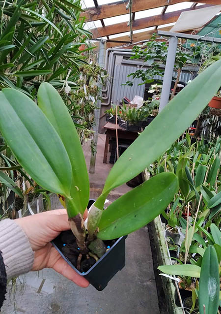 Cattleya labiata (coerulea 'Azul' x coerulescens 'Da Norma Dreher').jpg