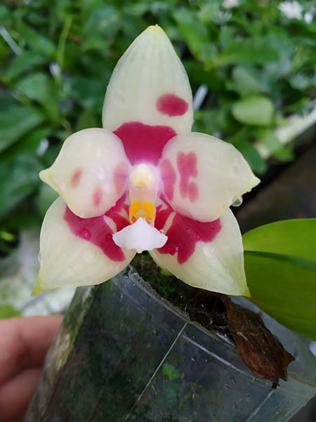 Phalaenopsis YangYang Image.jpg