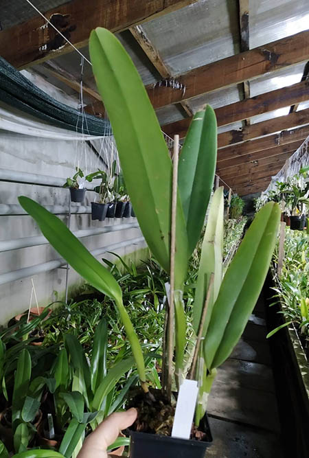 Cattleya labiata amesiana 'Rosa Perola' x self.jpg