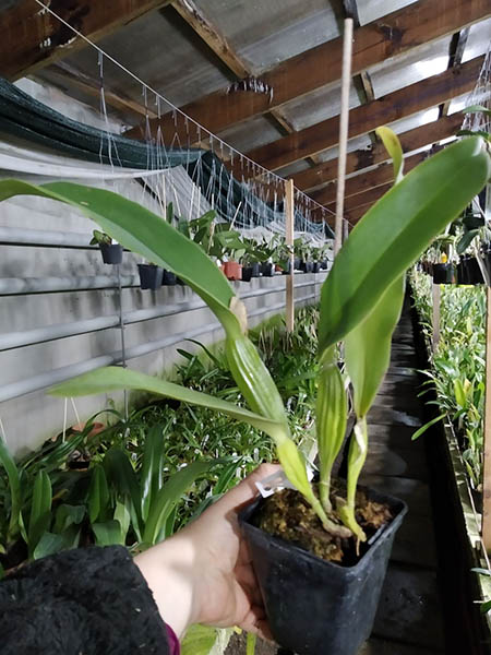 Cattleya labiata semi-alba (12306 x FS3313).jpg