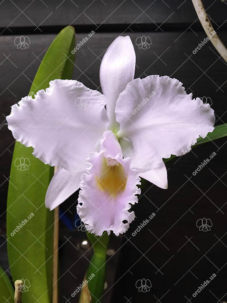 Cattleya trianae concolor 'Ocri 730' x concolor 'Zulu'.jpg