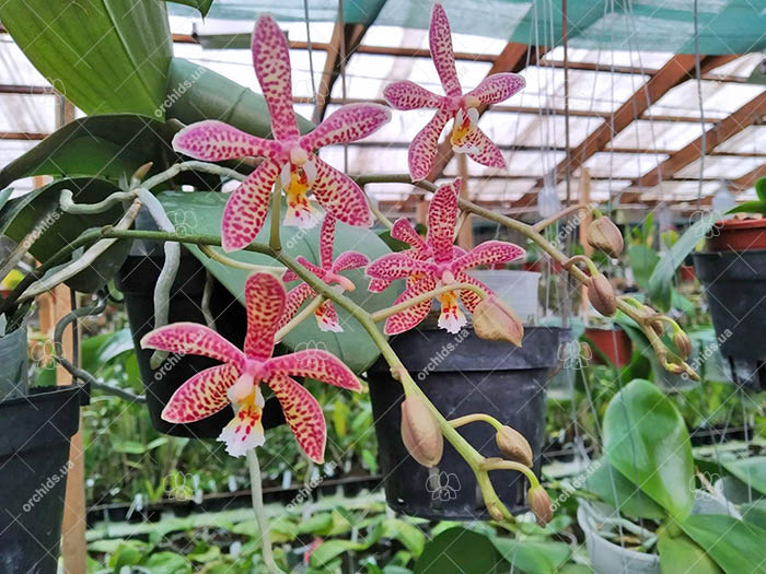 Phalaenopsis Jiaho's Pink Girl x schilleriana.jpg