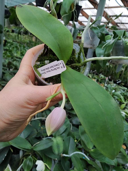 Phalaenopsis Joy Spring Venus 'Snow White' x Cherry Spot (alba).jpg