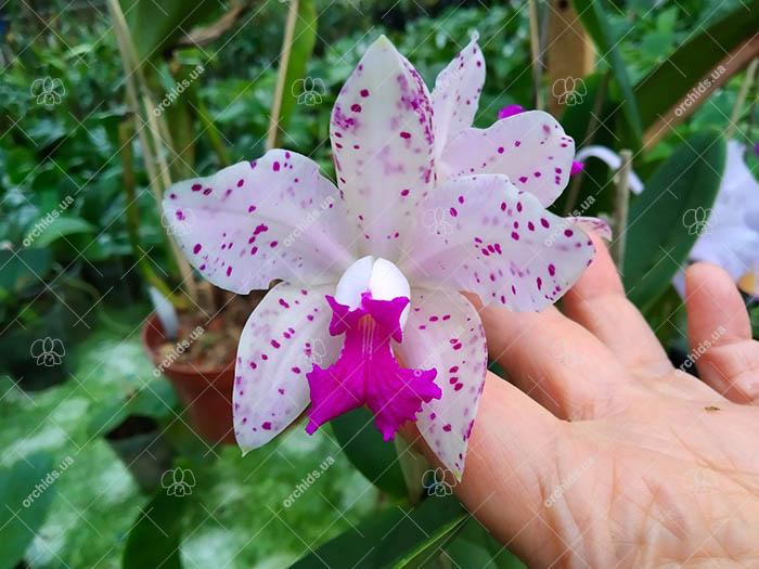 Cattleya amethystoglossa.jpg