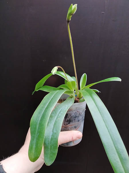 Paphiopedilum tranlienianum.jpg