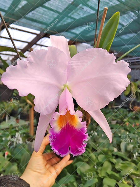 Cattleya trianae ('Fine Variety' x orlata rosea 'AWZ').jpg