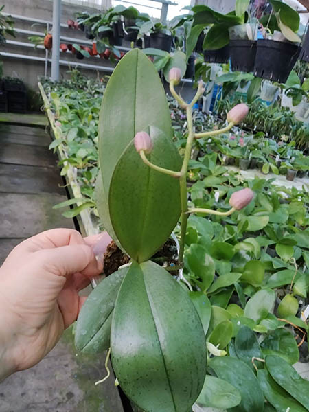 Phalaenopsis Pinlong Cherry x mannii black.jpg