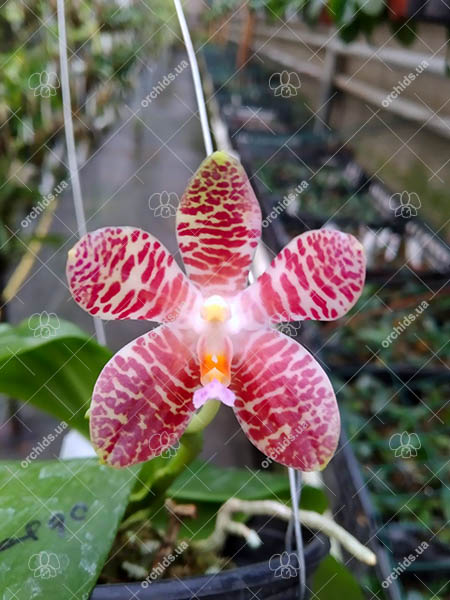 Phalaenopsis Mituo Golden Tiger 'Golden Ring' x gigantea alba 'Ta Wei'.jpg