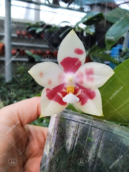 Phalaenopsis YangYang Image.jpg