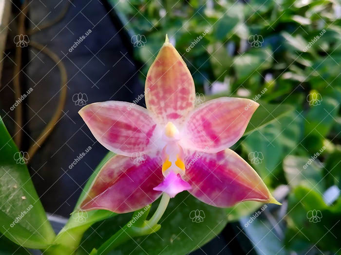 Phalaenopsis Tzu Chiang Tetralitz x Mituo Reflex Dragon.jpg