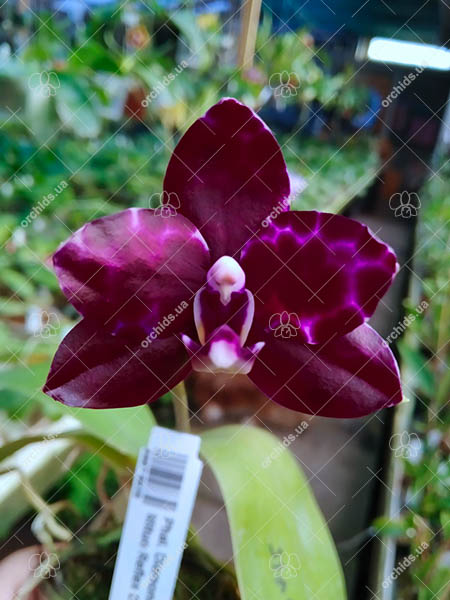 Phalaenopsis Diamond Beauty '1202' x Miro Supper Star 'MO198'.jpg