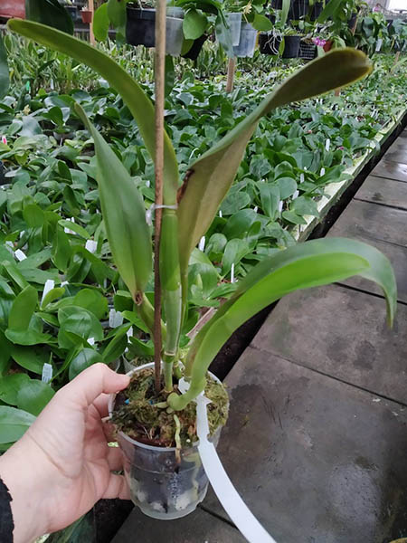 Cattleya jenmanii coerulea 'Pedra Azul' x SELF.jpg