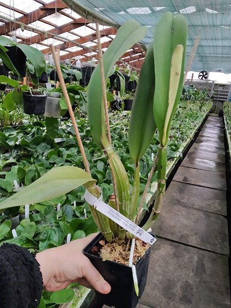 Cattleya gaskelliana (suave x semi-alba).jpg