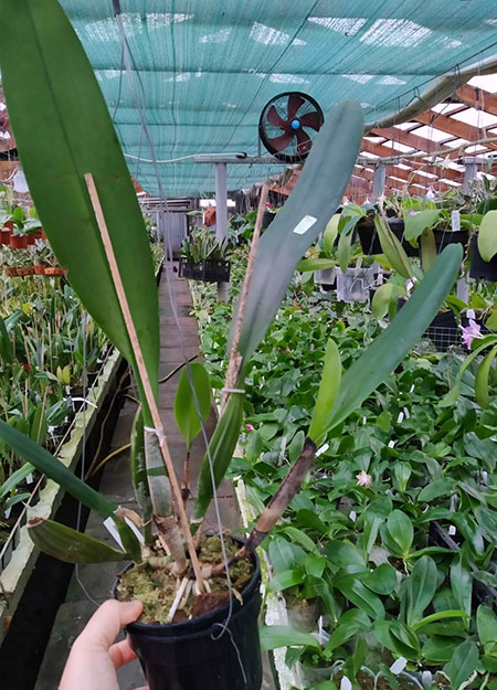 Cattleya schroederae.jpg