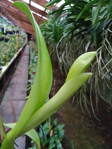 Potinara Luna Jaune 'Celebration' x Brassavola digbyana.jpg