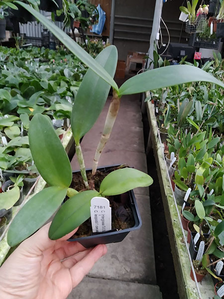 Cattleya Interglossa coerulea 'SVO Blue Splash' x Cattleya leopoldii coerulea 'Kathleen'.jpg