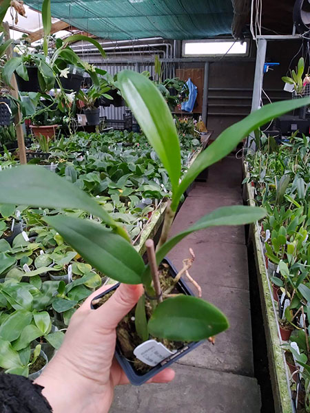 Cattleya Mark Jones 'Lance' 4N x Cattleya Caudebec 'Linwood' 4N.jpg