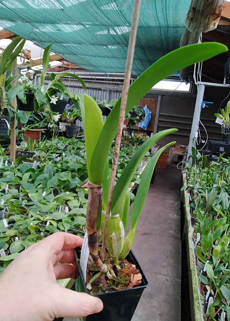 Potinara William Farrell 'Native Son' 3421 x Brassolaeliocattleya Hawaiian Discovery 'Fluorescent Orange'.jpg