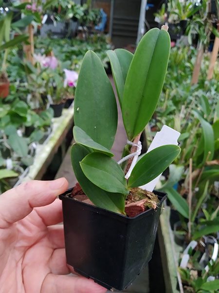 Cattleya aclandiae escura 'Caliman' x 'JRD'.jpg