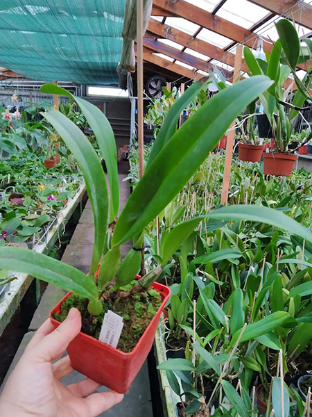 Cattleya mossiae semi-alba x sib ('HR3424' x 'Southern').jpg