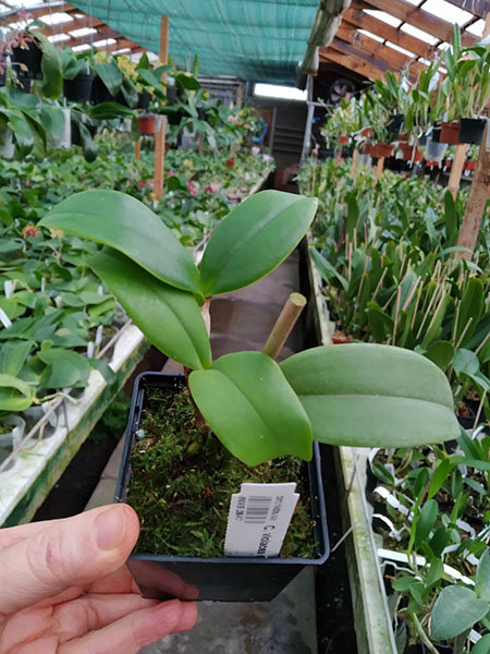 Cattleya violacea carnea.jpg