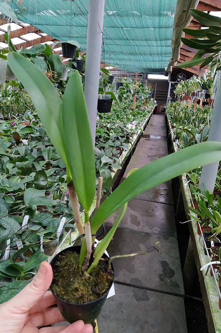 Cattleya Hardyana (warscewiczii semi-alba x dowiana aurea).jpg