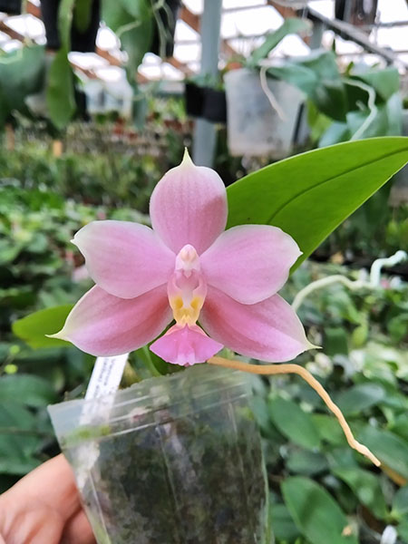 Phalaenopsis Joy Spring Venus 'Snow White' x Cherry Spot (alba).jpg