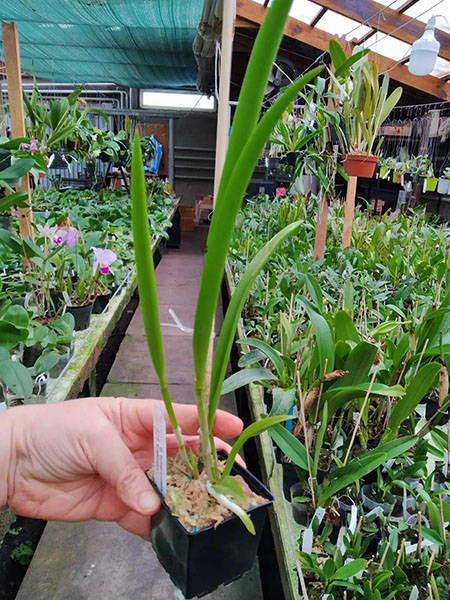 Brassavola tuberculata x Cattleya harrisoniana 'Caliman'.jpg