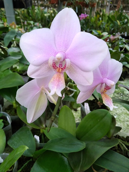 Phalaenopsis Joy Spring Venus x Philishill.jpg