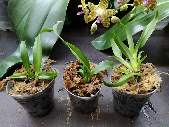 Laelia crispa x Cattleya gaskelliana.jpg