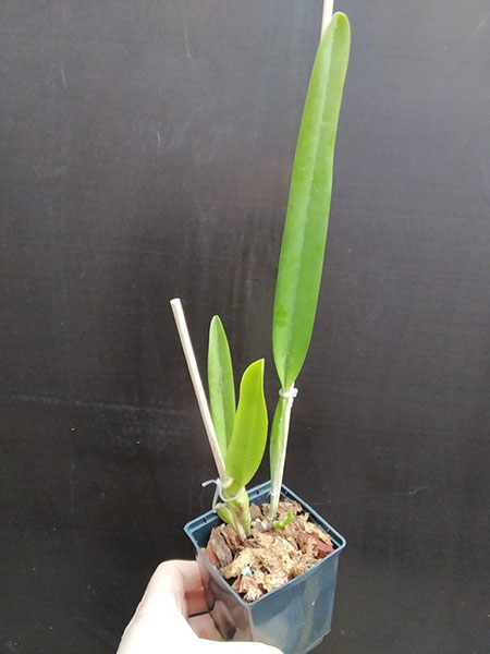 Laelia purpurata oculata canhanduba 'CG' x self.jpg