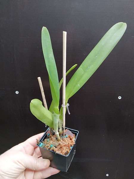 Laelia purpurata canhanduba 'CG 909' x canhanduba 'Carlos Gomes'.jpg