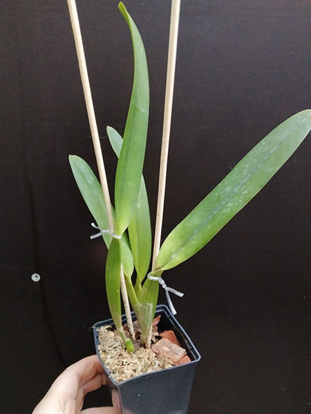 Laelia purpurata tipo claro 'Deschamps' x tipo claro 'Magnifica'.jpg