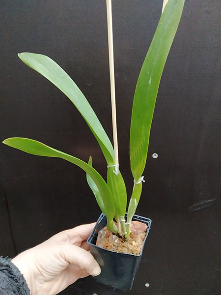 Laelia purpurata semi-alba 'Beluga' x semi-alba 'Suprema'.jpg