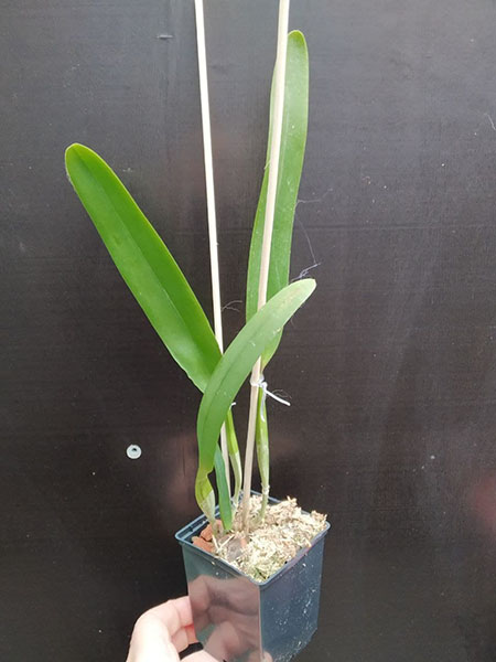 Laelia purpurata sanguinea 'Natal' x sanguinea 107 'Otto'.jpg