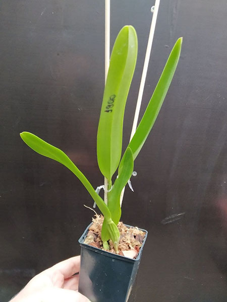 Laelia purpurata sanguinea 'Aparecida' x sanguinea 'Priscila'.jpg