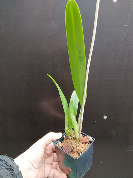 Laelia purpurata semi-alba 'Estrela Polar' x semi-alba 'Memoria Claudio Deschamps'.jpg